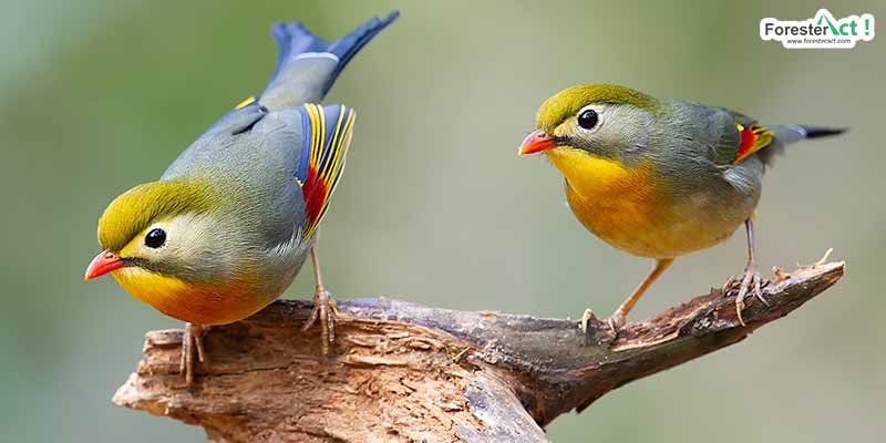 Robin: Penyanyi Pagi yang Merdu di Dunia Burung